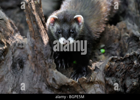 Le putois d'Europe (Mustela putorius) sur le tronc de l'arbre dans la forêt Banque D'Images