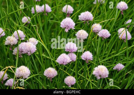 La ciboulette Allium schoenoprasum est la plus petite espèce de l'oignons comestibles Banque D'Images