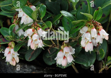 / Airelle canneberge airelle rouge / bleuet nain (Vaccinium vitis-idaea) en fleur, de l'Europe Banque D'Images