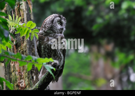 La Chouette de Tengmalm (Aegolius funereus) perché dans l'arbre dans la forêt Banque D'Images