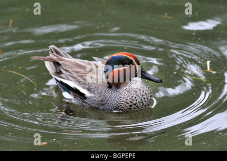 Sarcelle commune / Eurasian Teal (Anas crecca) Nager dans le lac Banque D'Images