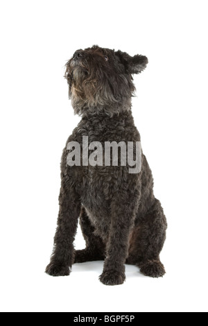 Bouvier des Flandres chien isolé sur fond blanc. Banque D'Images