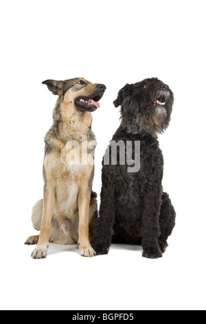 Un vieux Bouvier des Flandres et une jeune race croisée berger partie isolé sur un fond blanc. Banque D'Images