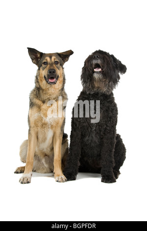 Un vieux Bouvier des Flandres et une jeune race croisée berger partie isolé sur un fond blanc. Banque D'Images