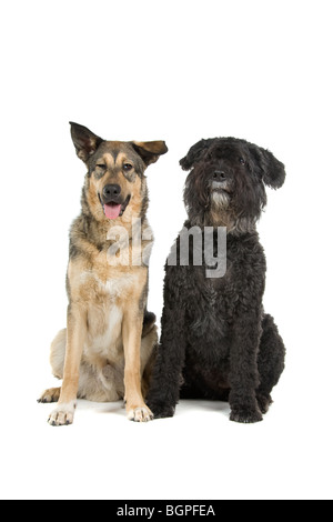 Un vieux Bouvier des Flandres et une jeune race croisée berger partie isolé sur un fond blanc. Banque D'Images