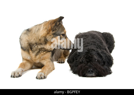 Un vieux Bouvier des Flandres et une jeune race croisée berger partie isolé sur un fond blanc. Banque D'Images