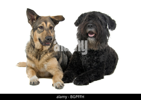 Un vieux Bouvier des Flandres et une jeune race croisée berger partie isolé sur un fond blanc. Banque D'Images