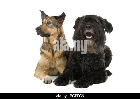 Un vieux Bouvier des Flandres et une jeune race croisée berger partie isolé sur un fond blanc. Banque D'Images