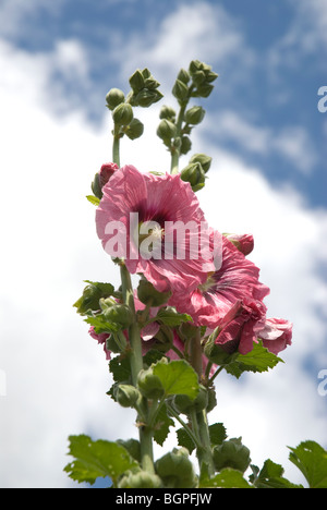 Floraison de fleurs rose trémière au soleil sur une journée ensoleillée. Banque D'Images
