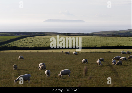 Lundy Island se trouve dans la mer avec Misty domaines de moutons dans l'avant-plan Banque D'Images