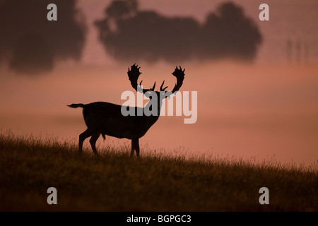 Le daim (Dama dama) stag silhouette dans la brume au coucher du soleil dans la saison du rut en automne Banque D'Images