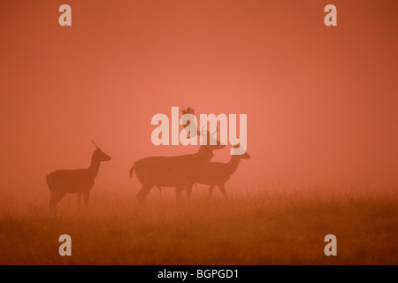 Le daim (Dama dama) stag silhouettes dans la brume au coucher du soleil dans la saison du rut en automne Banque D'Images