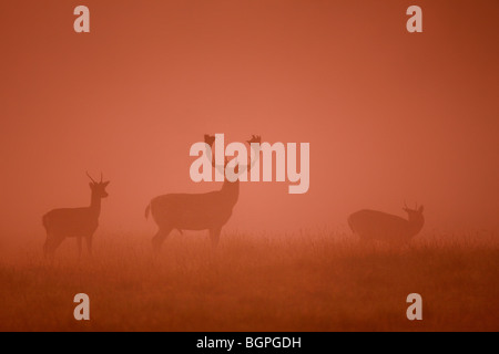 Le daim (Dama dama) stag silhouettes dans la brume au coucher du soleil dans la saison du rut en automne Banque D'Images