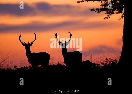 Le daim (Dama dama) stag silhouettes au coucher du soleil dans la saison du rut en automne Banque D'Images