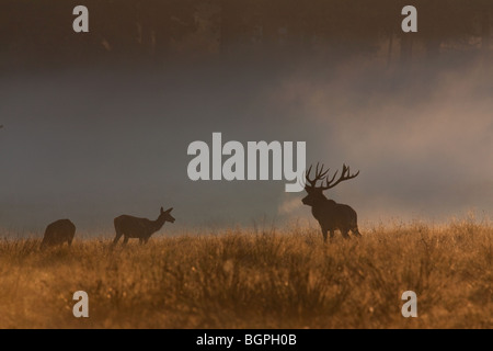 Silhouettes de red deer (Cervus elaphus) stag avec hinds dans morning mist pendant le rut en automne Banque D'Images