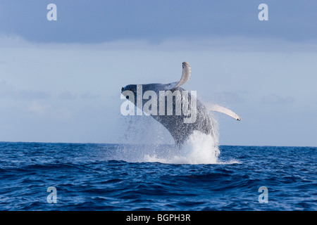 Humpback Whale breaching hawaii Banque D'Images