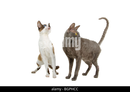 Libre de deux chats Cornish Rex isolé sur fond blanc. Banque D'Images