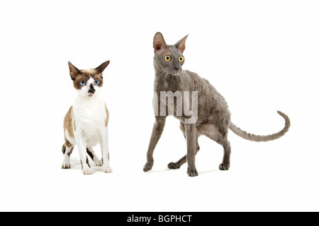 Libre de deux chats Cornish Rex isolé sur fond blanc. Banque D'Images