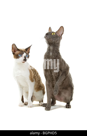 Libre de deux chats Cornish Rex isolé sur fond blanc. Banque D'Images