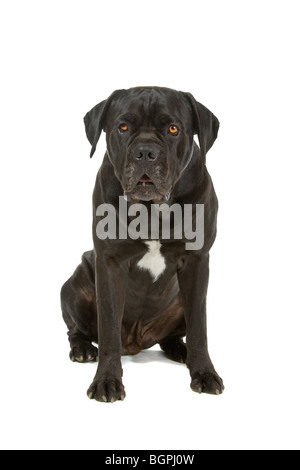 Gros plan du chien Cane Corso noir isolé sur fond blanc Banque D'Images