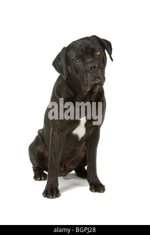 Gros plan du chien Cane Corso noir isolé sur fond blanc Banque D'Images