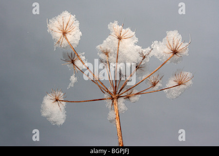 Des restes de squelettes d'Anthriscus sylvestris, connu sous le nom de cow parsley couverte de neige Banque D'Images