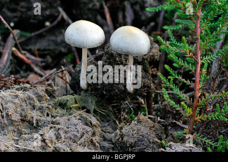 Dung roundhead / halfglobe / champignons Stropharia semiglobata hémisphérique (Protostropharia / Psilocybe semiglobata) Banque D'Images