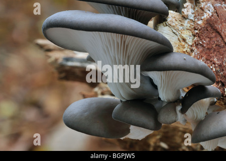 Pleurote Huître / champignon (Pleurotus ostreatus) growing on tree trunk in forest Banque D'Images