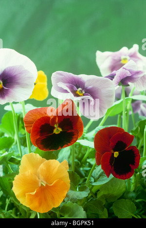 Multi-couleur pensées, Viola tricolor hortensis, grandissant dans l'jardin, vue en gros plan. USA Banque D'Images