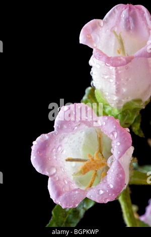 Canterbury Bell flower Campanula medium en studio, avec un arrière-plan Banque D'Images