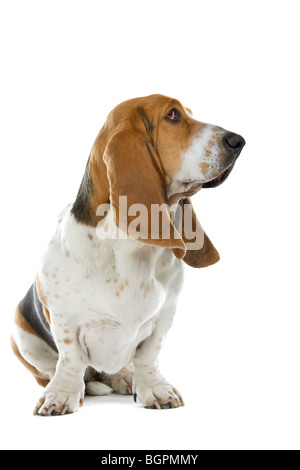 Basset Hound Dog anglais, isolé sur fond blanc Banque D'Images