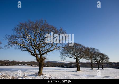 De Ligne d'arbres couverts de neige avec l'hiver colline au loin Banque D'Images