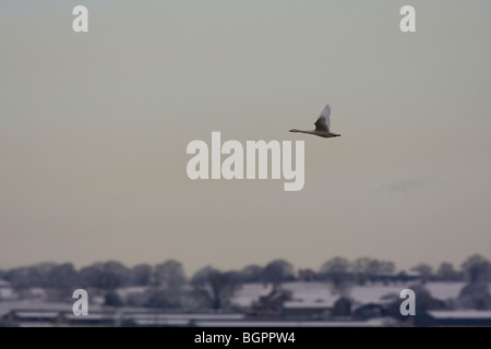 Seul le cygne de Bewick Cygnus columbianus voler contre frosty recouvert de neige des champs agricoles, Gloucestershire, Royaume-Uni. Banque D'Images