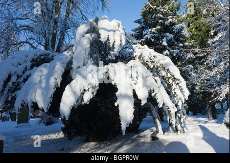 Janvier 2010 - L'Ecosse d'hiver arbre d'if dans le cimetière avec des branches courbé sous le poids de la neige. Banque D'Images