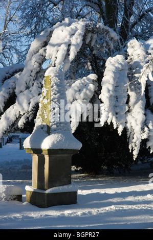 Janvier 2010 - L'Ecosse d'hiver arbre d'if dans le cimetière avec des branches courbé sous le poids de la neige. Banque D'Images