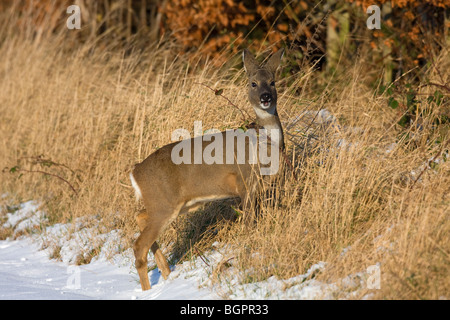 Chevreuil biche en quête de nourriture Banque D'Images