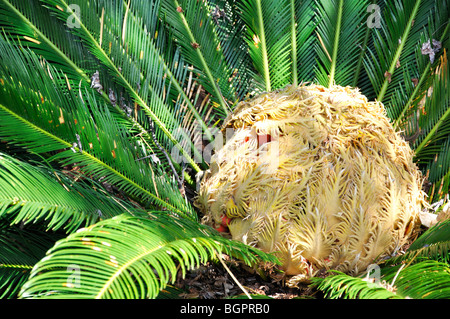 Baquois (Cycas revoluta) Banque D'Images