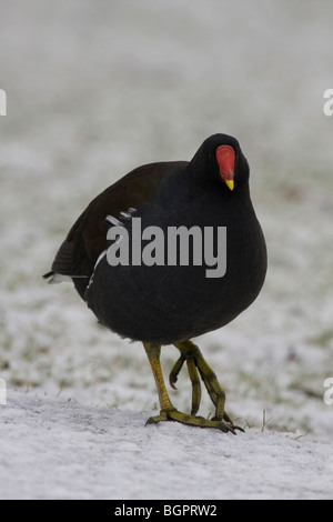 Gallinule poule-d'eau Gallinula chloropus debout sur la neige au sol couvert de givre , collines de Malvern, Worcestershire. Banque D'Images