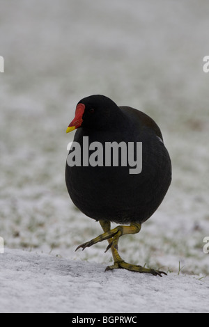 Gallinule poule-d'eau Gallinula chloropus debout sur la neige au sol couvert de givre , collines de Malvern, Worcestershire. Banque D'Images