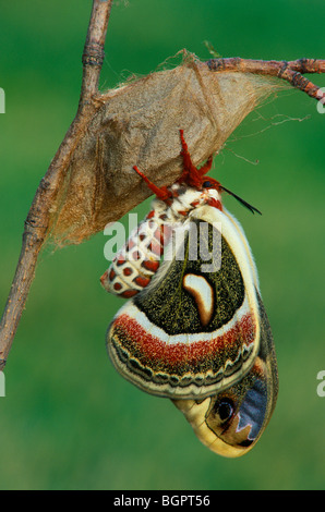 Papillon Hyalophora cecropia soie géant des profils récemment émergé de cocoon E USA, par aller Moody/Dembinsky Assoc Photo Banque D'Images