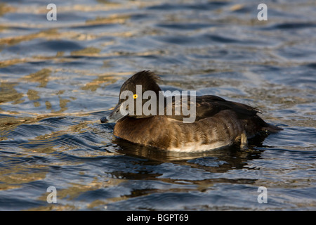 Fuligule morillon Aythya fuligula femme natation sur le lac, Les Jardins de Kensington, Londres Banque D'Images