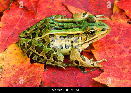 Grenouille léopard Rana pipiens sur Red Maple Acer rubrum E Amérique du Nord, par aller Moody/Dembinsky Assoc Photo Banque D'Images