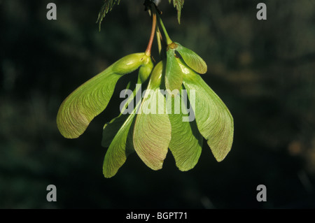 L'Érable argenté Acer saccharinum Seeds ou Samara E USA Canada, par Michael P Gadomski/Dembinsky Assoc Photo Banque D'Images