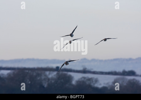 Groupe d'oie cendrée Anser anser voler contre frosty recouvert de neige des champs agricoles, Gloucestershire, Royaume-Uni. Banque D'Images