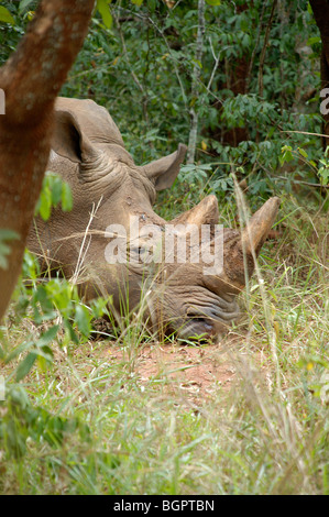 Rhino dans la nature à un sanctuaire de rhinocéros de l'Ouganda Afrique Banque D'Images