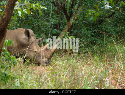 Rhino dans la nature à un sanctuaire de rhinocéros de l'Ouganda Afrique Banque D'Images