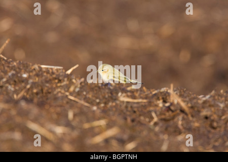 Phylloscopus collybita « récent se nourrissant de dung heap du fumier à la recherche d'insectes, de Steart, Somerset et Bristol Banque D'Images