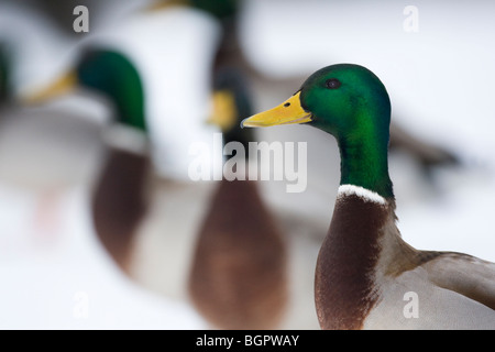 Drake Mallard Anas platyrhynchos debout dans la neige avec les autres en arrière-plan, les collines de Malvern, Worcestershire Banque D'Images