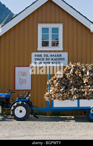 Petit tracteur avec remorque chargée avec des têtes de poissons séchés. Les îles Lofoten, Norvège du Nord. Les panneaux dit "à vendre du poisson' et 'crevette fraîche' Banque D'Images