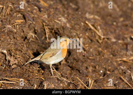 Seul Erithacus rubecula aux abords se nourrissant de dung heap du fumier à la recherche d'insectes, de Steart, Somerset et Bristol Banque D'Images